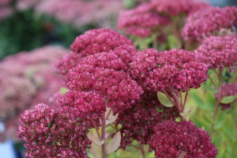 Hylotelephium 'Herbstfreude'