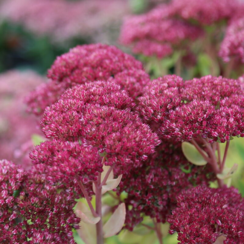 Hylotelephium 'Herbstfreude'