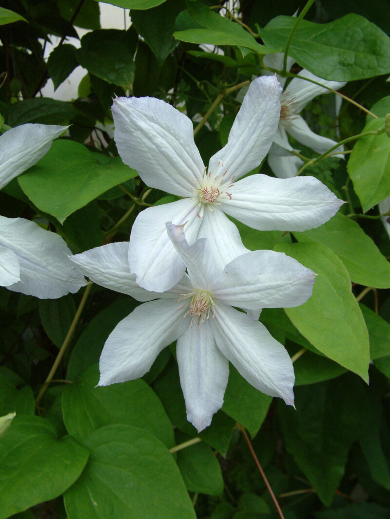 'Jackmanii Alba'