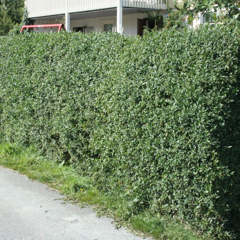 Ligustrum vulgare var. italicum Liga