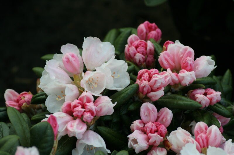 Rhododendron yakushimanum Edelweiss