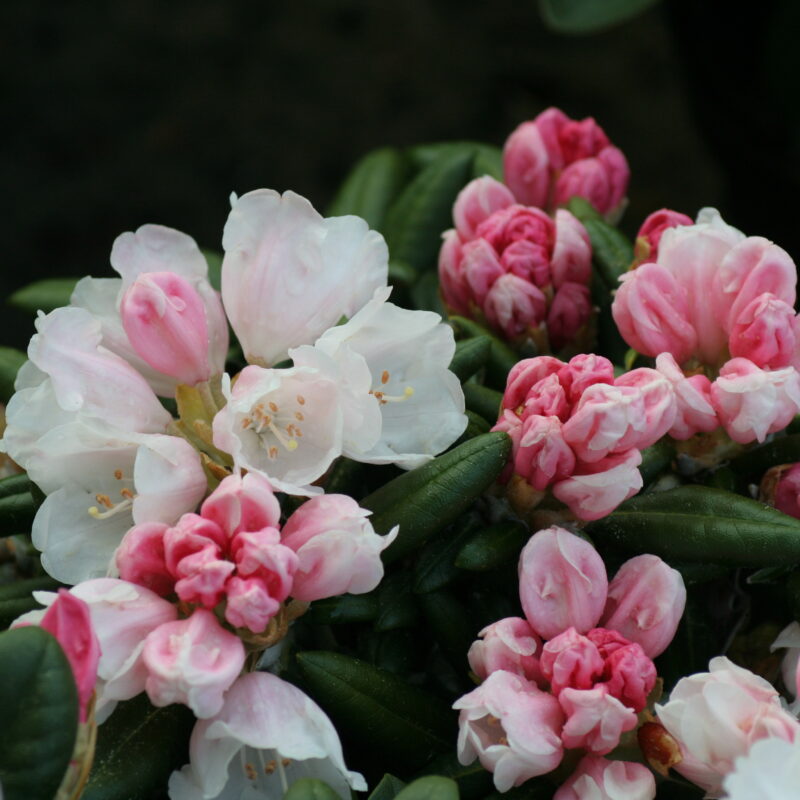 Rhododendron yakushimanum Edelweiss