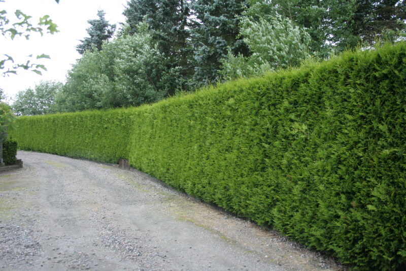 Thuja occidentalis 'Brabant'