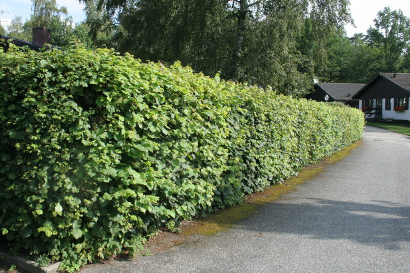 Tilia cordata