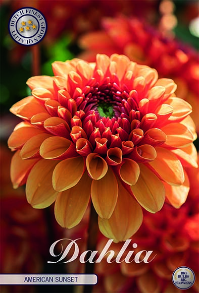 Dahlia Deco. 'American Sunset'