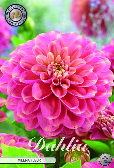 Dekorativdahlia 'Milena Fleur'