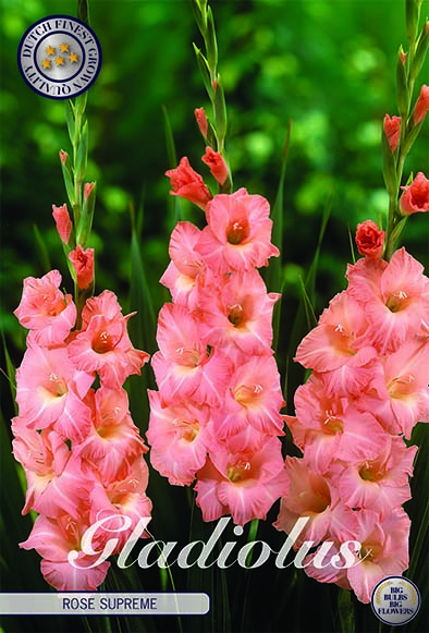 Gladiol 'Rose Supreme'