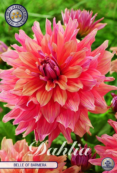 Dahlia Deco. 'Belle of Barmera' 1st