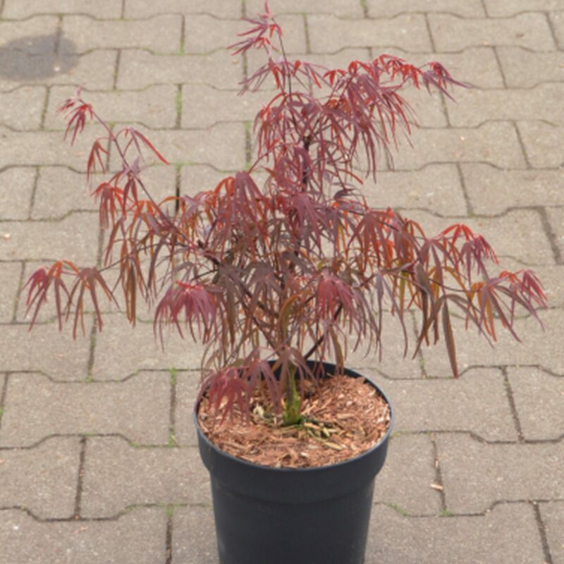 Acer palmatum 'Pung Kil'