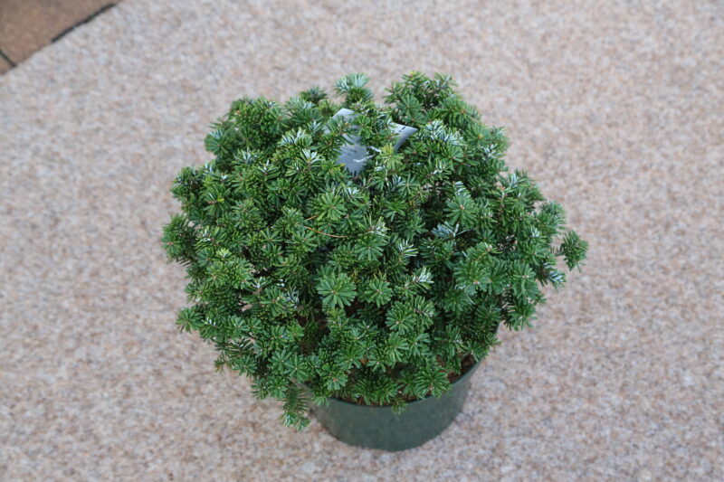 Abies koreana ‘Brilliant’