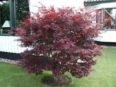 Acer palmatum 'Atropurpureum'