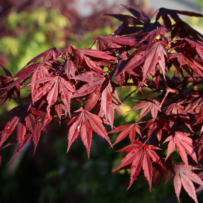 Acer palmatum 'Atropurpureum'