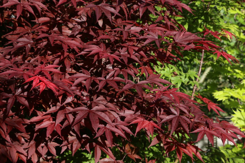 Acer palmatum