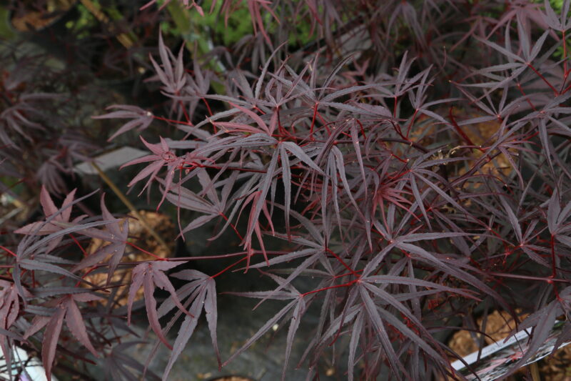 Acer palmatum 'Pung Kil'