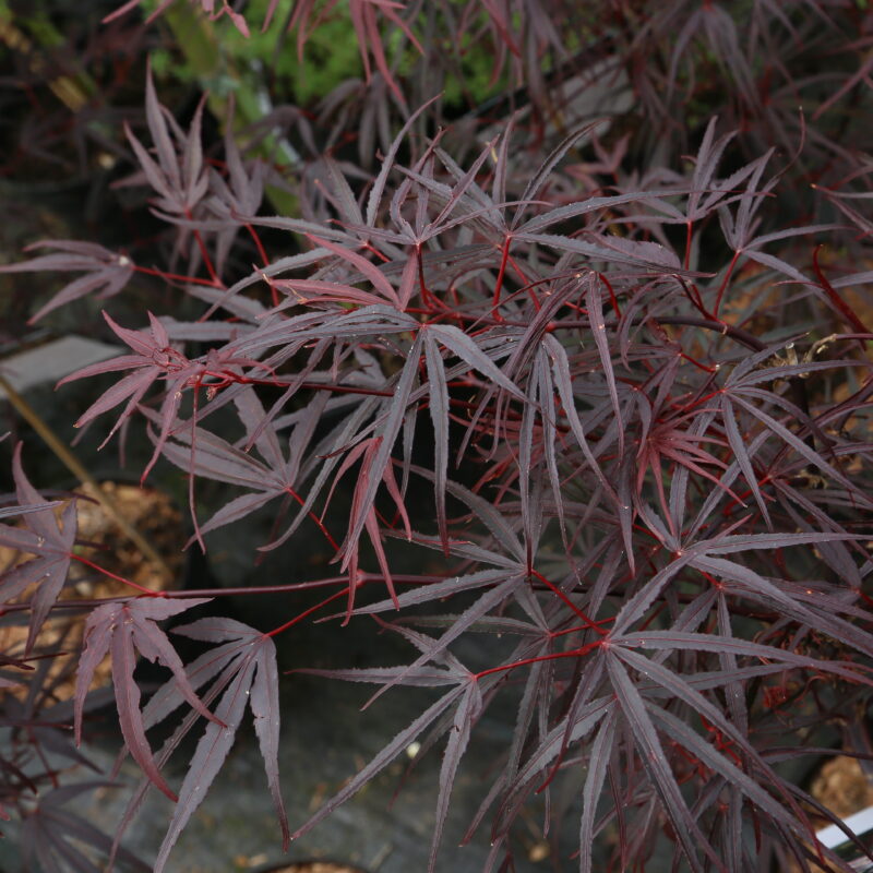 Acer palmatum 'Pung Kil'