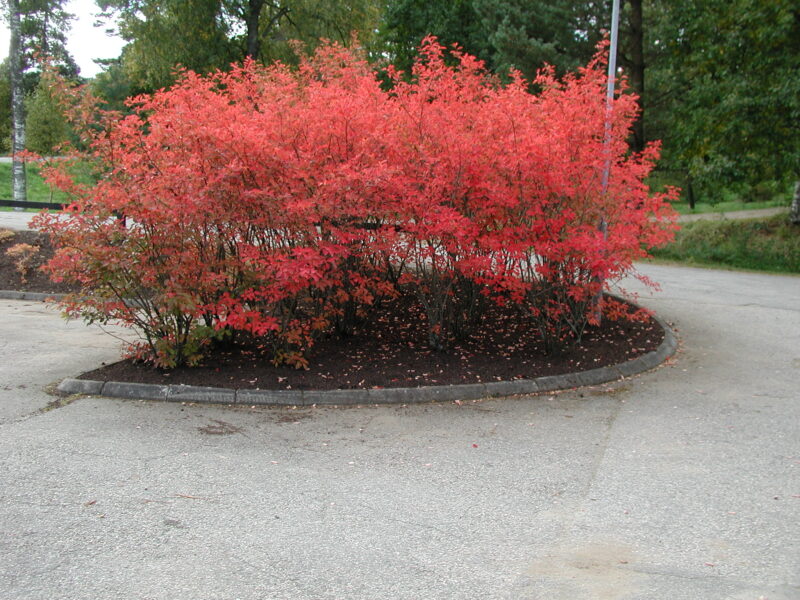 Amelanchier lamarckii