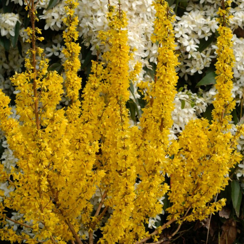 Forsythia × intermedia MIKADOR