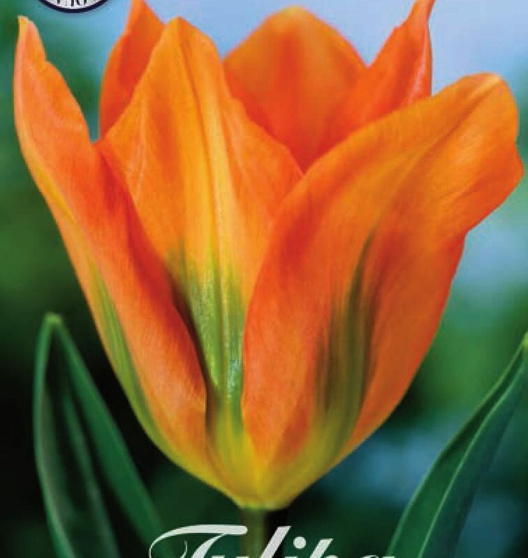 Tulipa Orange Emperor 10st