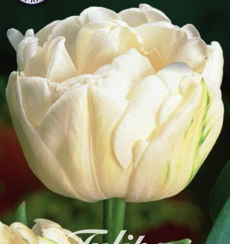 Tulipa Mount Tacoma 7st