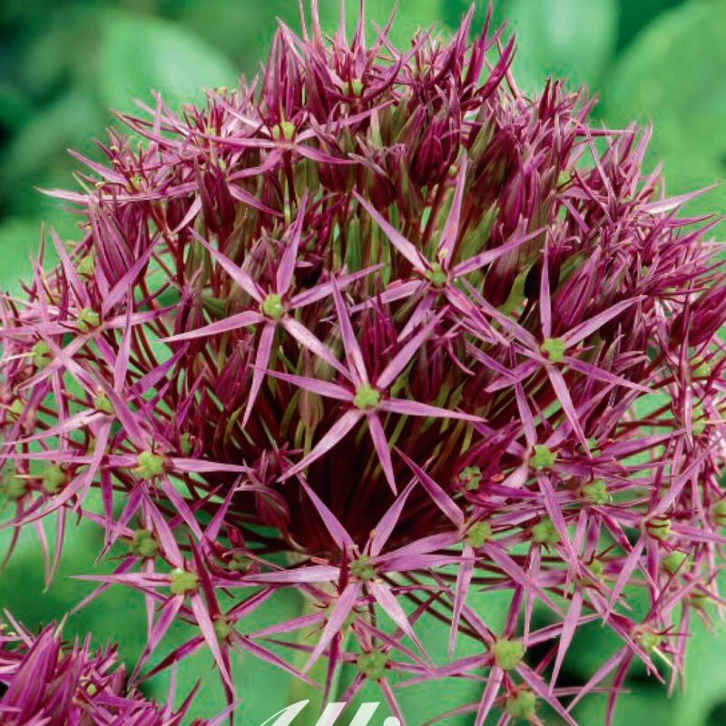 Allium christophii 5st