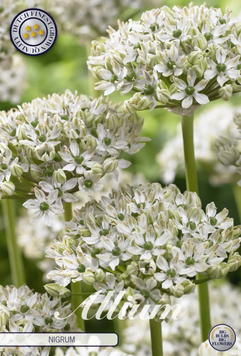 Allium Nigrum 5st