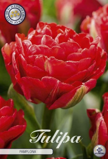 Tulipa Pamplona 7st