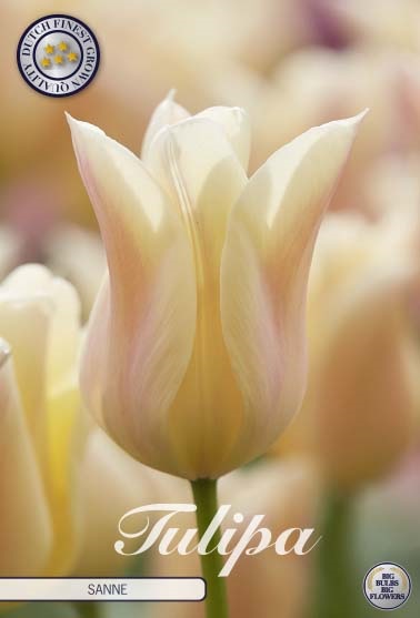 Tulipa Sanne 10st