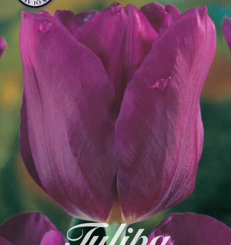 Tulipa Passionale 10st