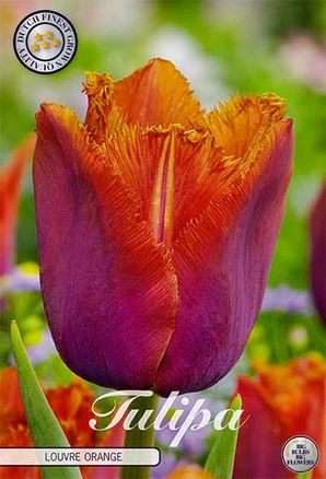 Tulipa Louvre Orange 7st