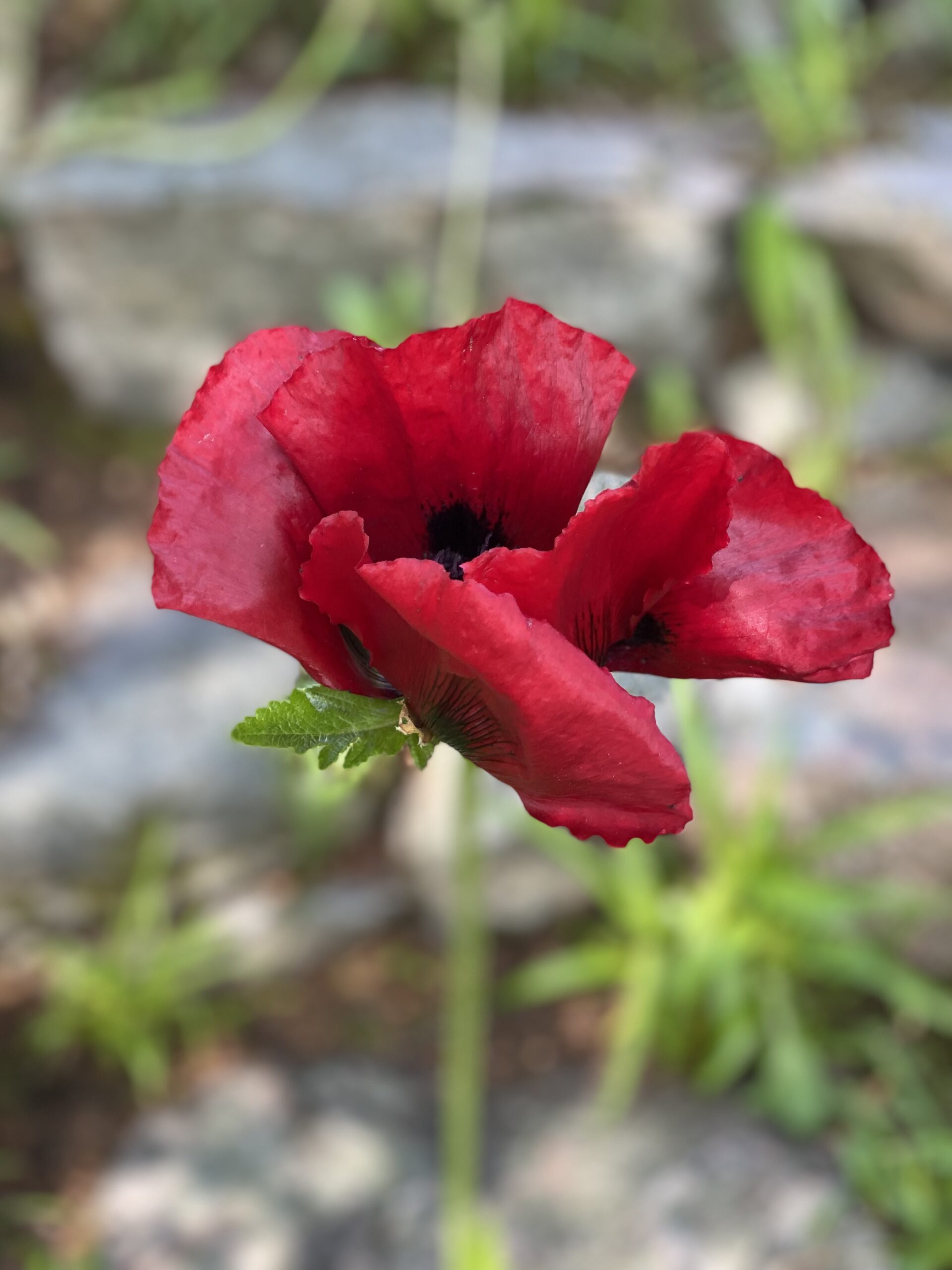 Papaver (Orientale) 'Beauty of Livermere Jättevallmo