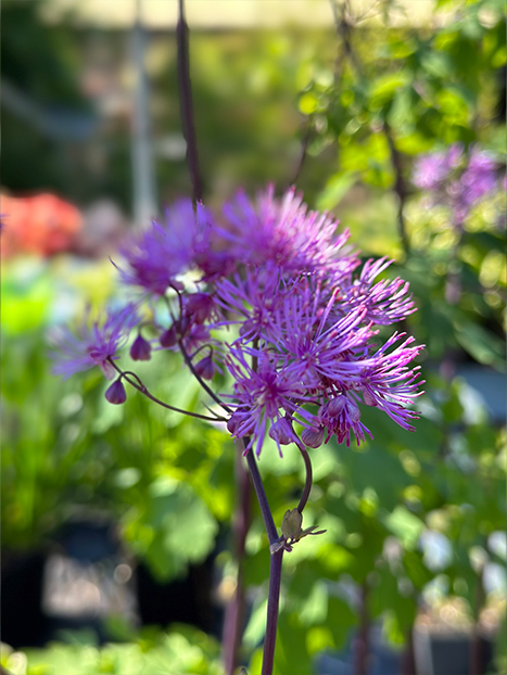 Thalictrum aquilegifolium