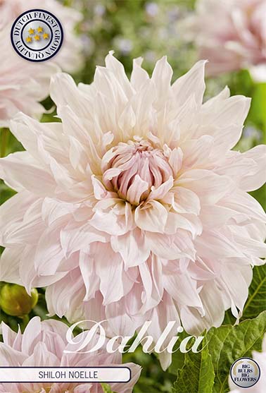 Dahlia Deco. 'Shiloh Noelle' 1st