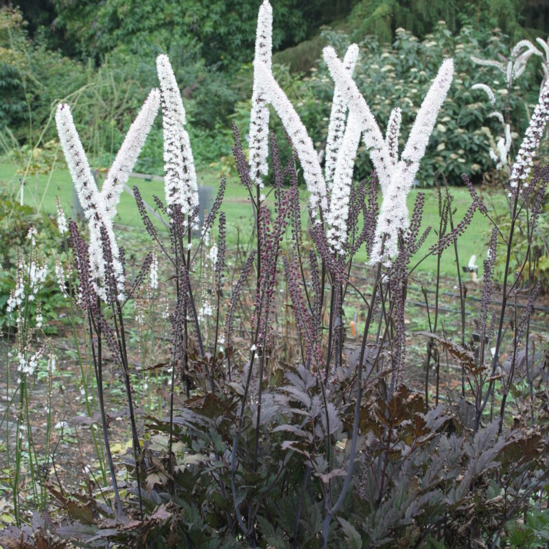 Actaea simplex 'Pink Spike'
