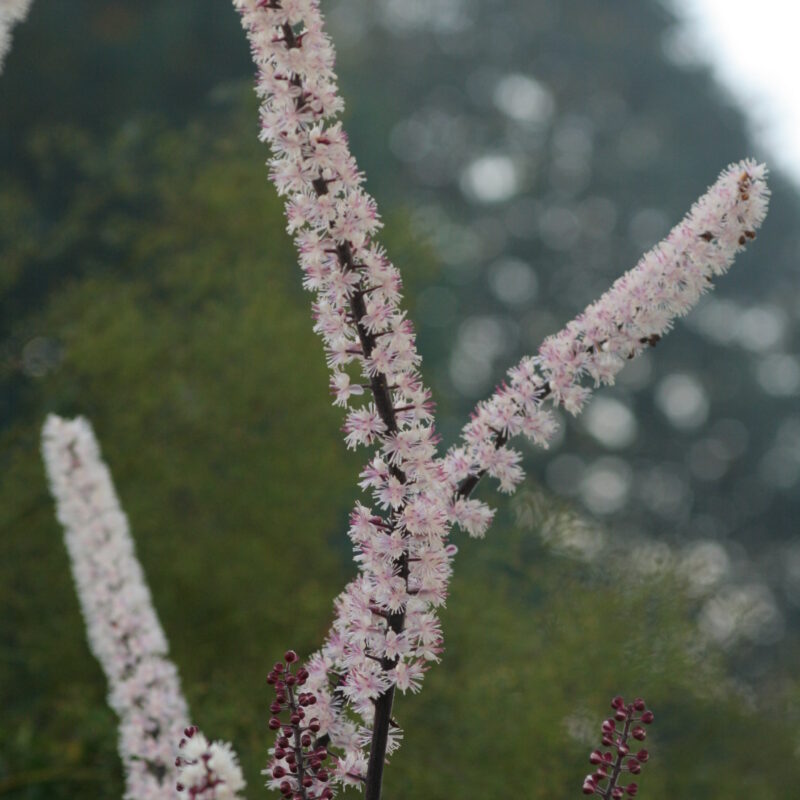 Actaea simplex 'Pink Spike'