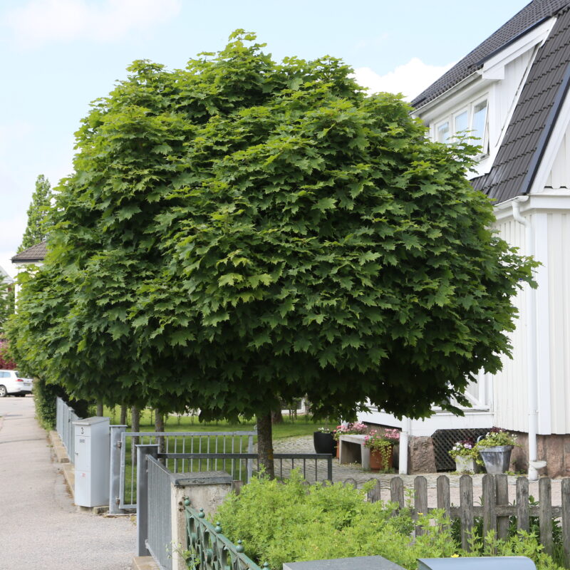 Acer platanoides 'Globosum'11