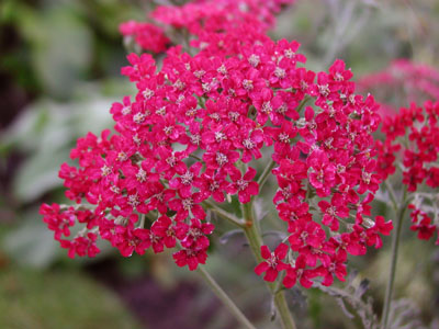 Achillea millefolium 'Paprika'