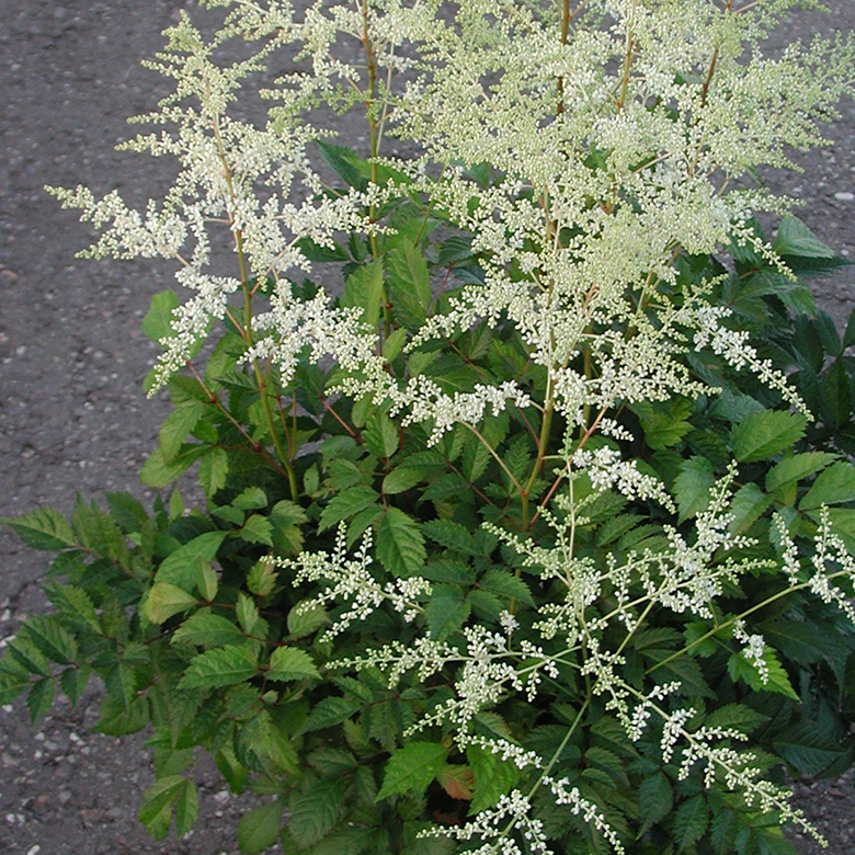 Astilbe Arendsii 'Astary White'