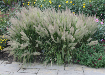 Calamagrostis brachytricha