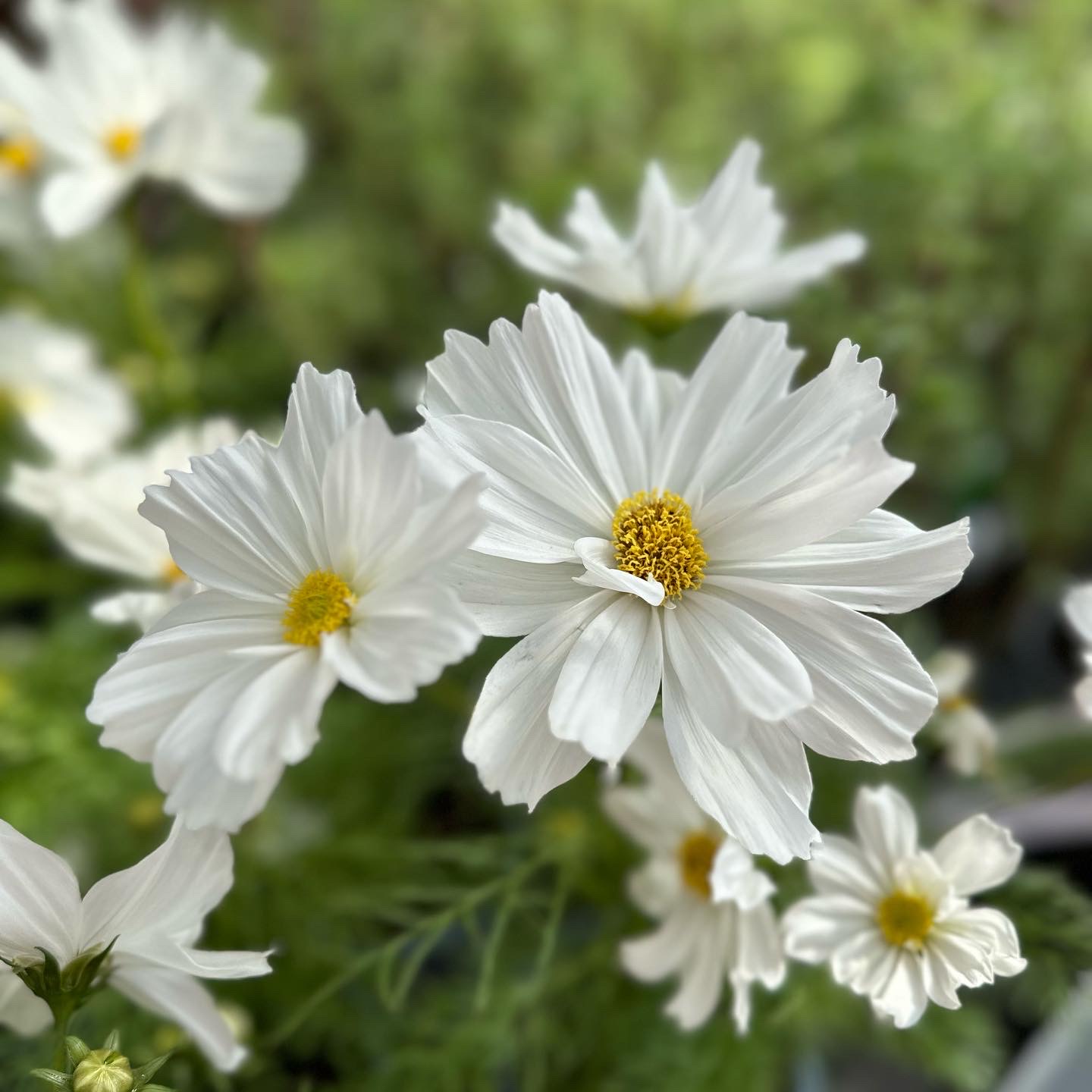 Cosmos bipinnatus Rosenskära