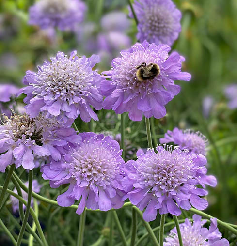 Insektsvänliga växter