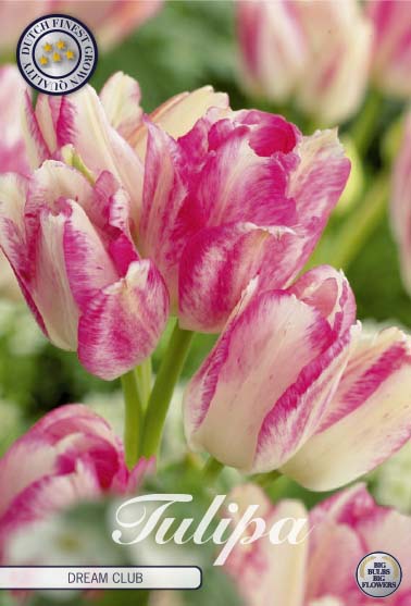 Tulipa Dream Club