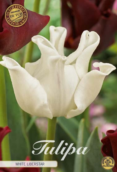Tulipa Crown White Liberstar