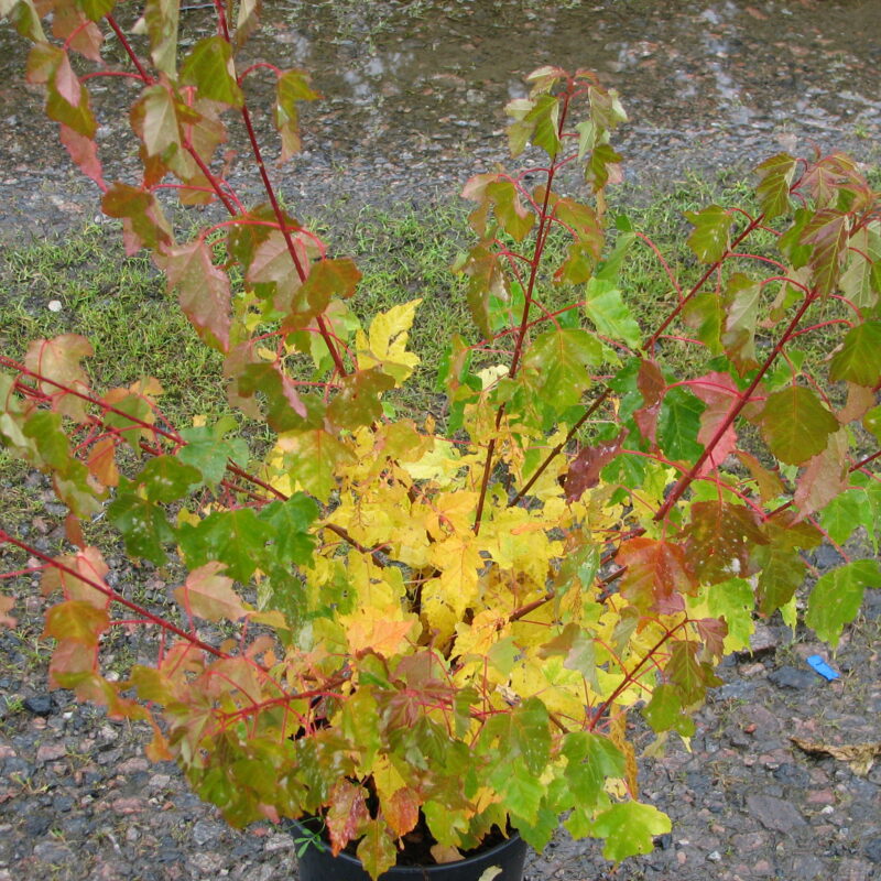 Acer tataricum fk Falun E