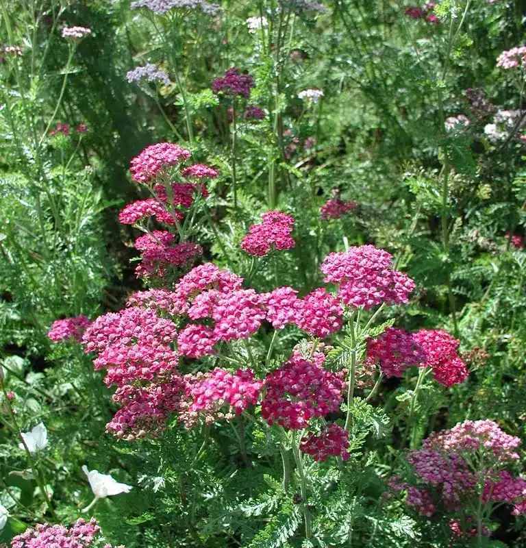 Achillea millefolium 'Cerice Queen'