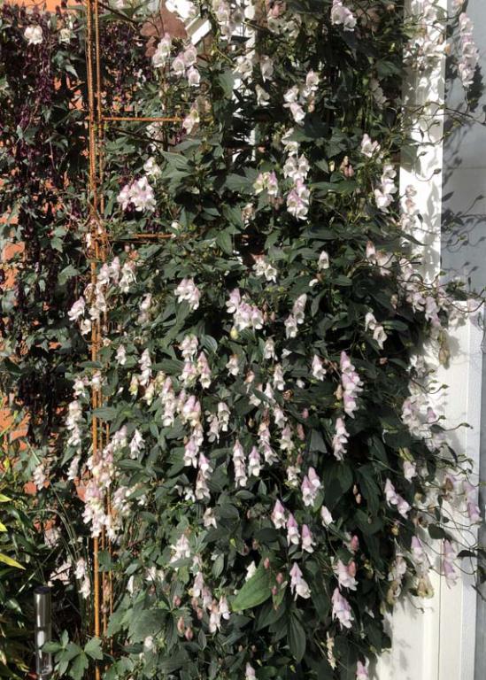 Aconitum sungpanense 'White Wine'