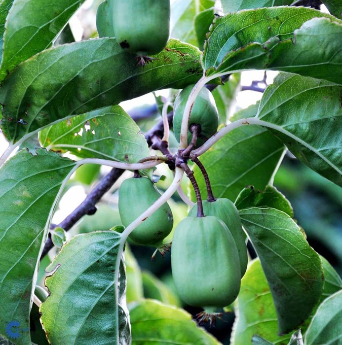 Actinidia arguta 'Kokuwa'