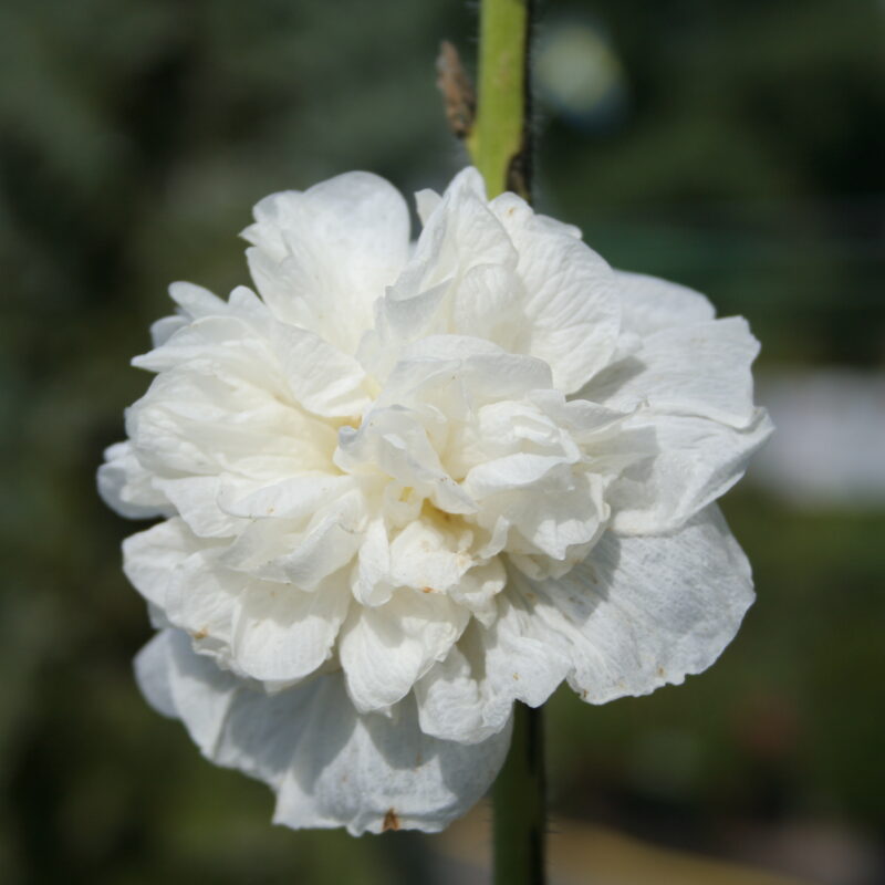 Alcea pleniflora 'Vit'