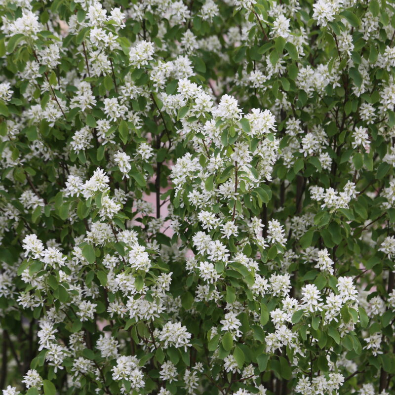 Amelanchier alnifolia fk ALVDAL3