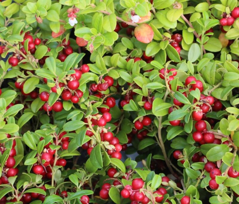 Vaccinium vitis-idaea 'Miss Cherry'