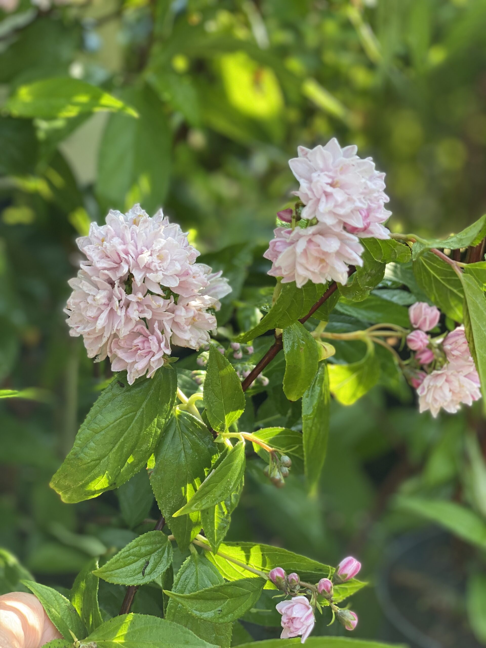 Deutzia x hybrida 'Strawberry Fields'
